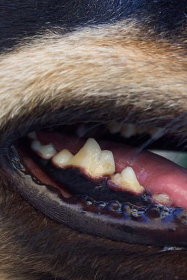 Can Bad Teeth Cause Ear Infections In Dogs? â T