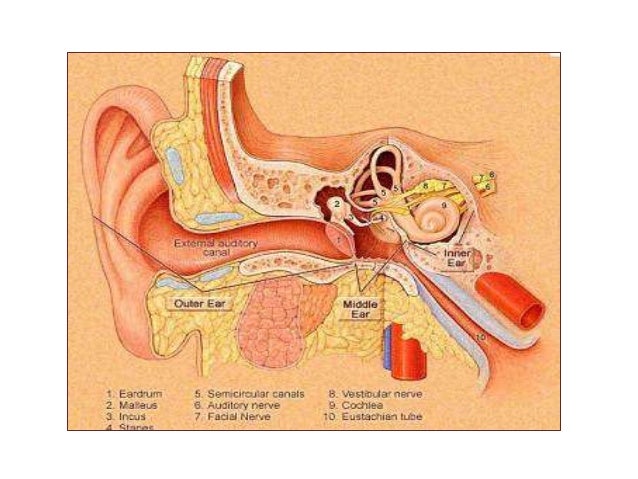 Cure for subjective tinnitus, tinnitus in ear infection ...