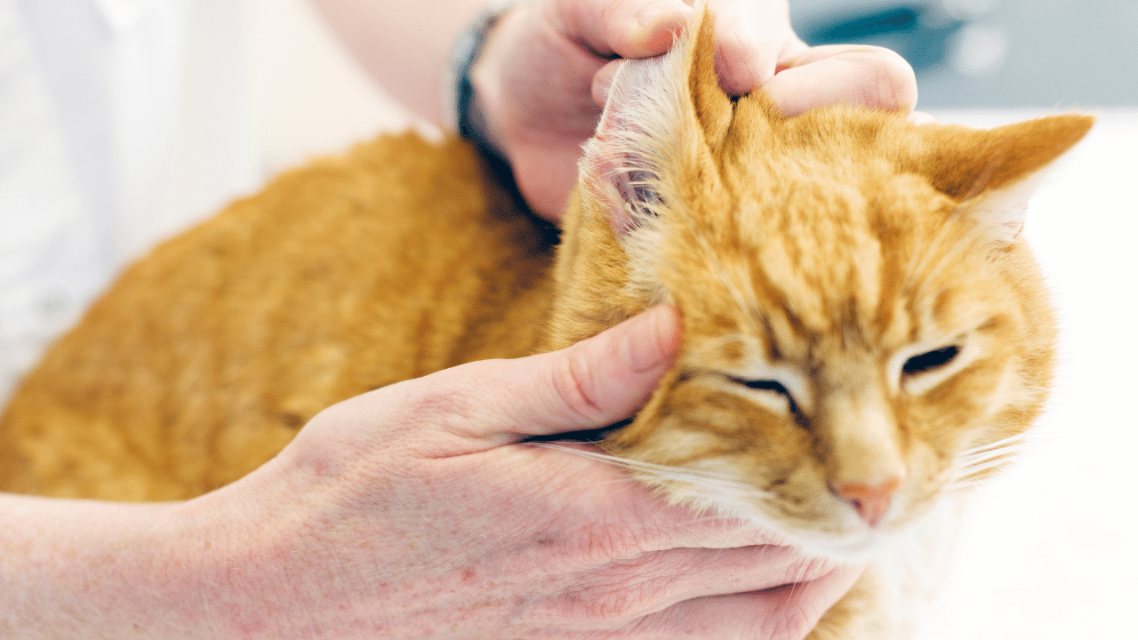 Deaf Cats: Signs, Causes & How To Care For Them