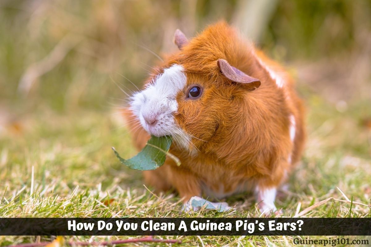 How Do You Clean A Guinea Pig
