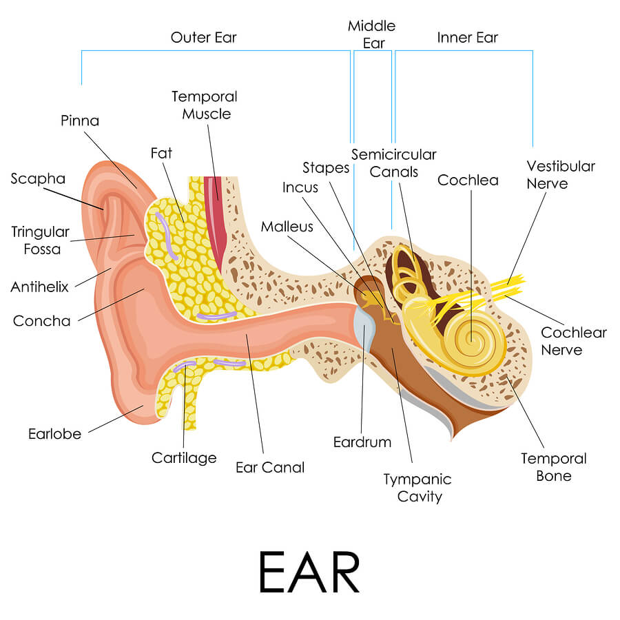 How Long Does an Ear Infection Last?