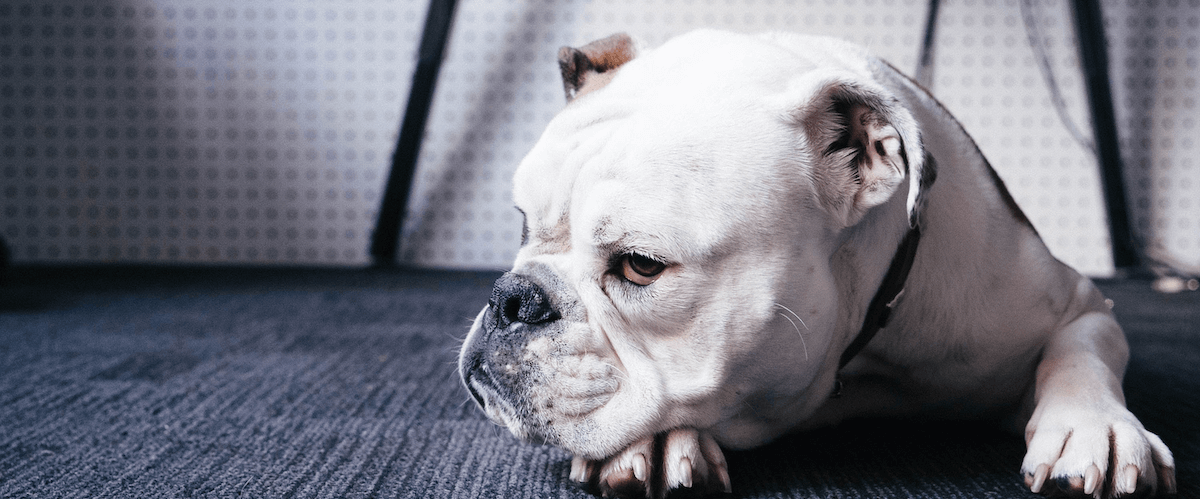 How to Clean French Bulldog Ears &  English Bulldog Ears: A Step by Ste ...