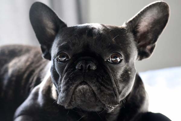 How To Clean French Bulldog Ears: Ownership Basics