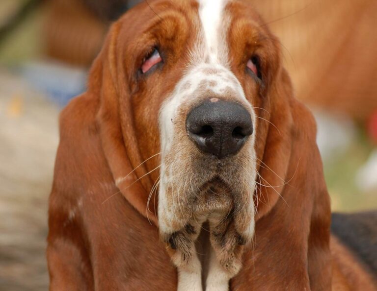 How To Clean Your Basset Hound