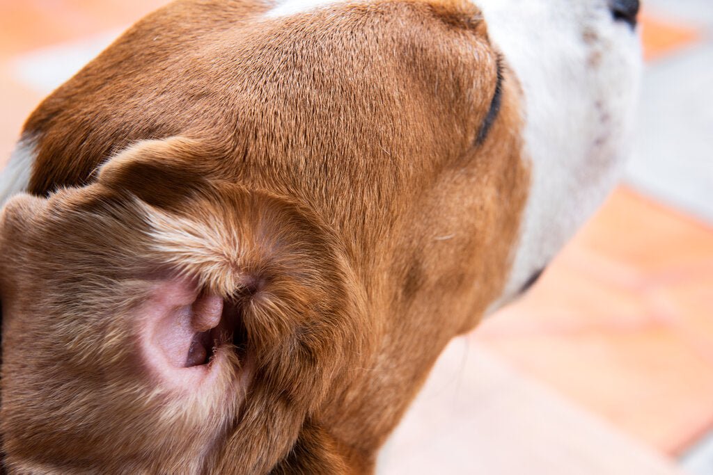 How To Treat Dog Ear Infection Without Vet Help