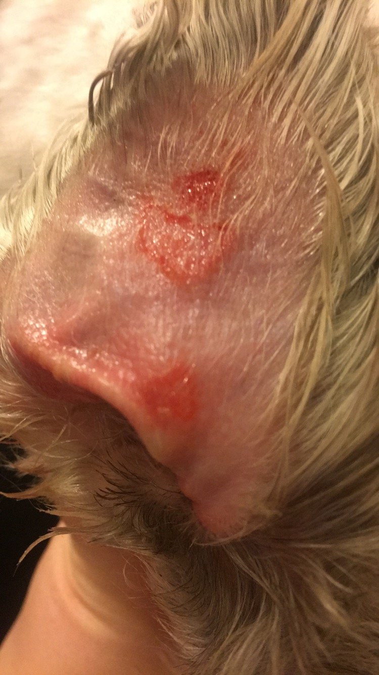 My dog has some infection in her ear. I think it may be an ...