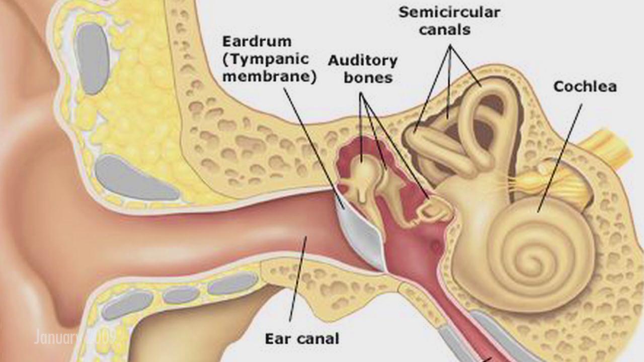 Ruptured Ear Drum. Causes, symptoms, treatment Ruptured ...
