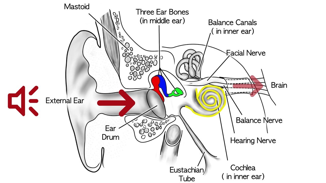 Sensorineural Hearing Loss