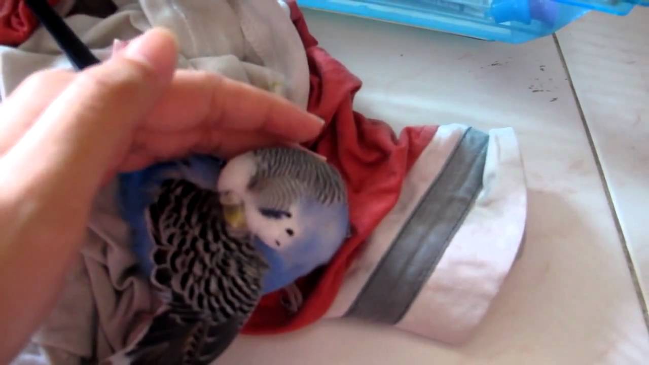 Sick Budgie with infections