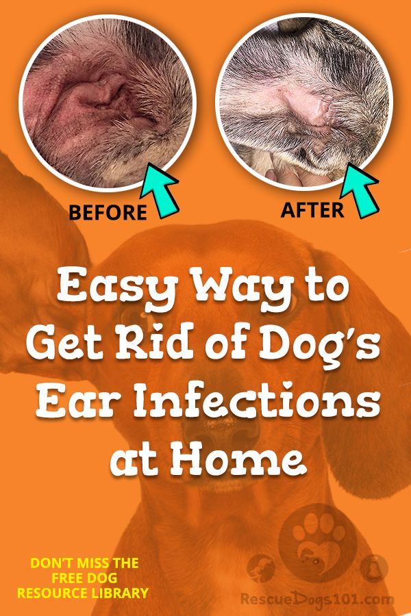 The Secret to Getting Rid of Ear Infections in Your Dog at ...