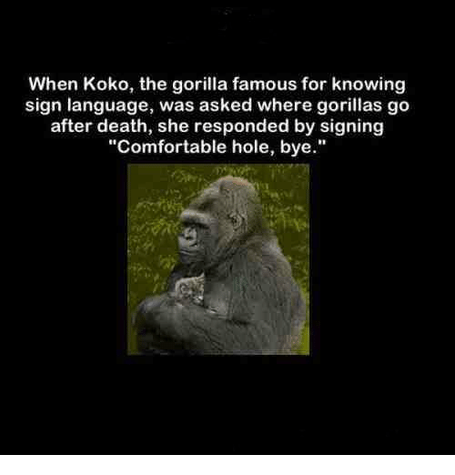 When Koko the Gorilla Famous for Knowing Sign Language Was ...